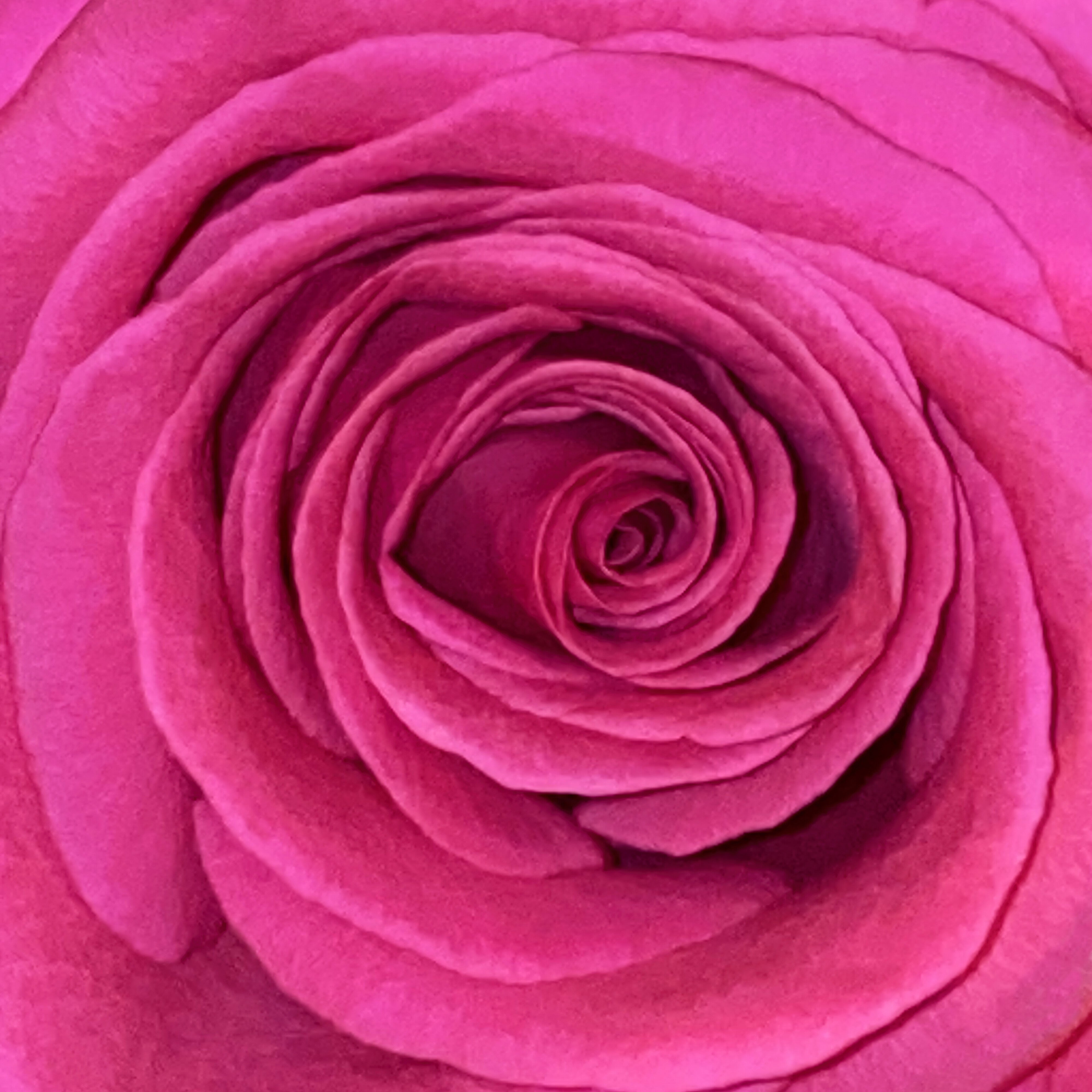 Bilderbuch Gelb Ist Das Feld 2LP 224513