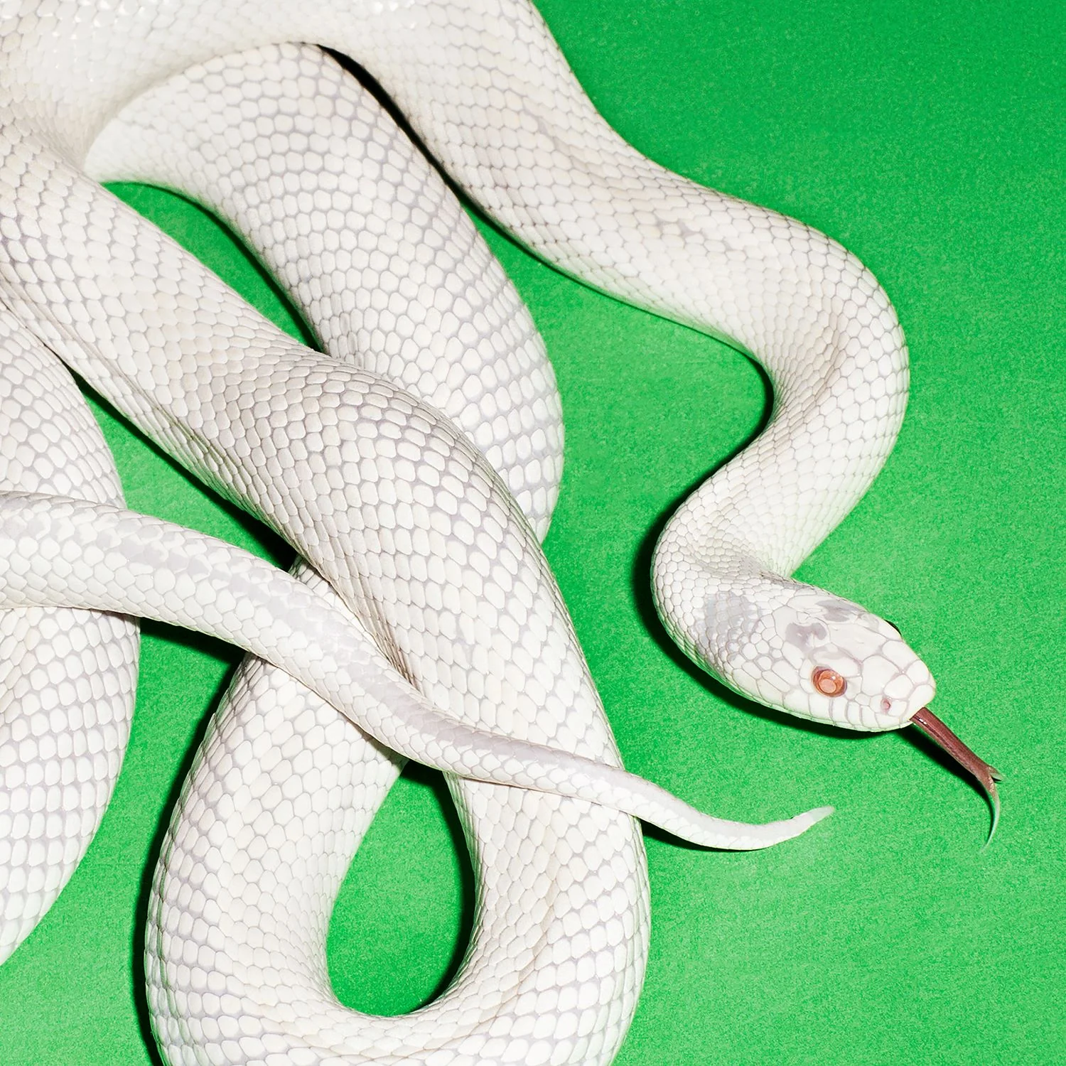 Deftones private music Black Vinyl LP 425470